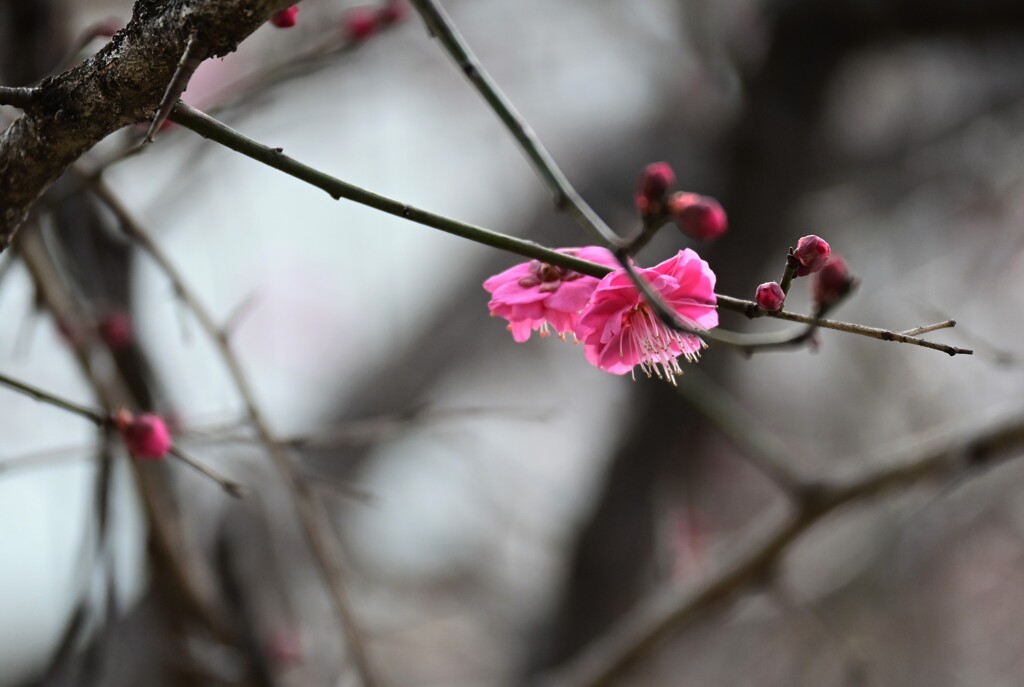 梅が咲き始め