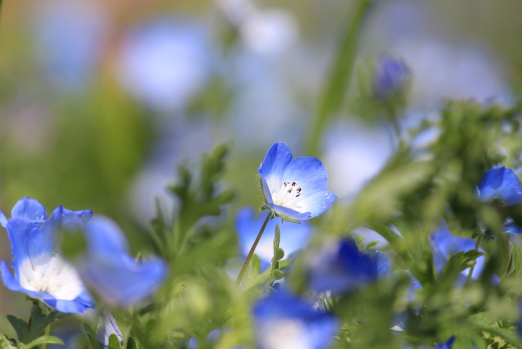 ネモフィラ