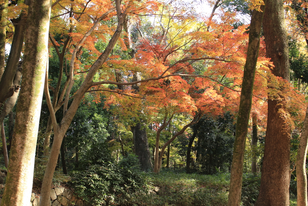 紅葉盛り