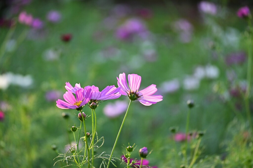 秋桜