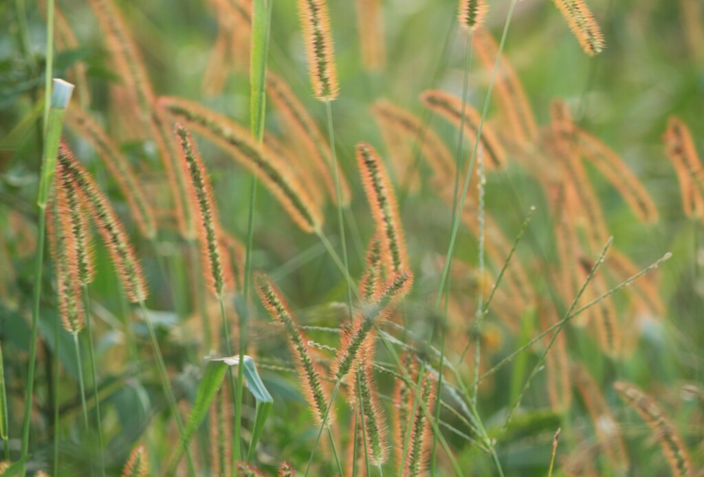 夕日に浴びるエノコログサ