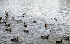 池の水鳥たち