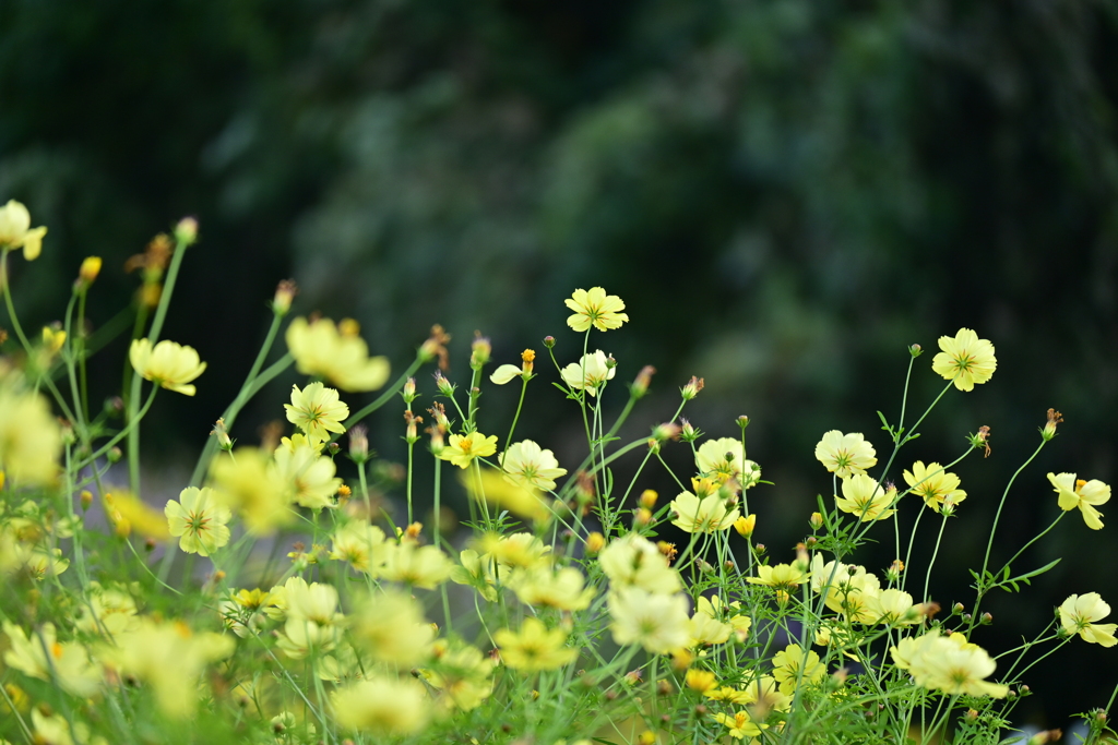 レモンブライト