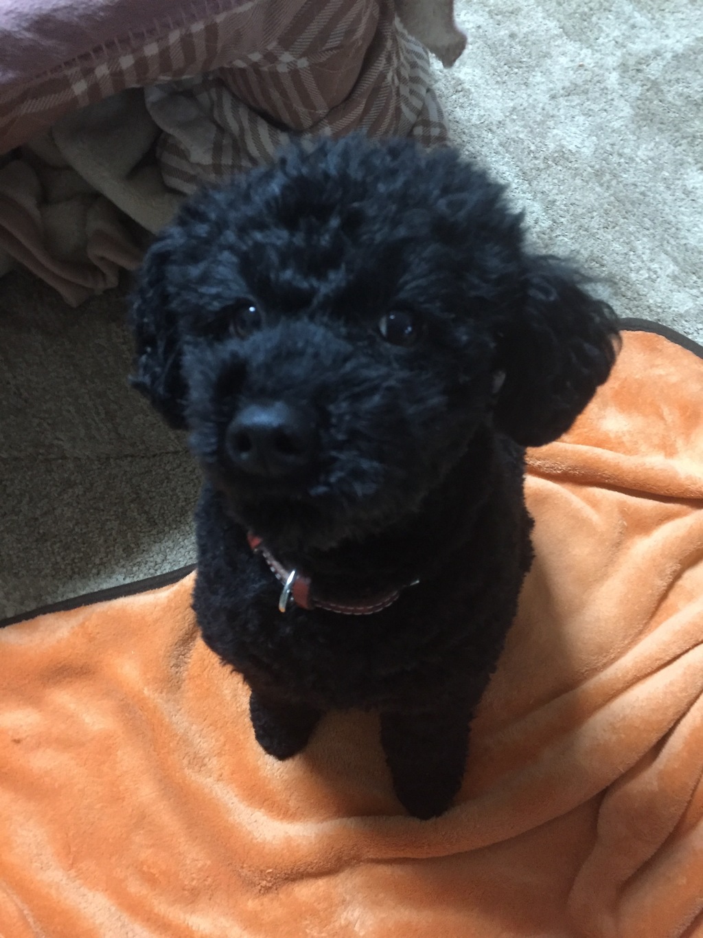 2016年 イタズラぼっくん