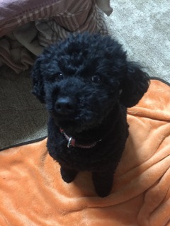 2016年 イタズラぼっくん