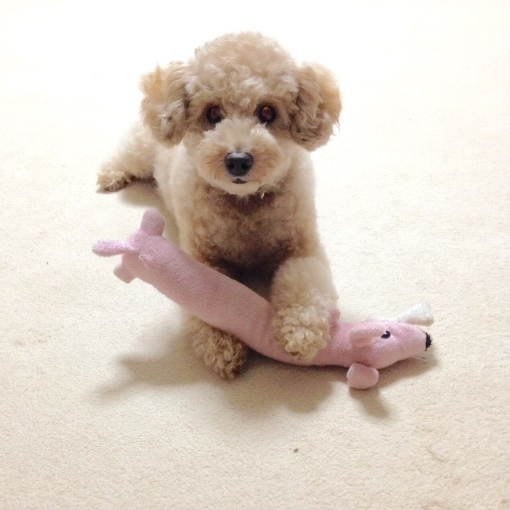 我が家のイタズラ姫様