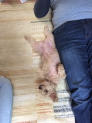 お父さんの真似してます。