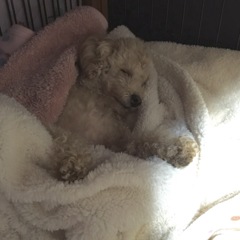 冬の朝は眠いです