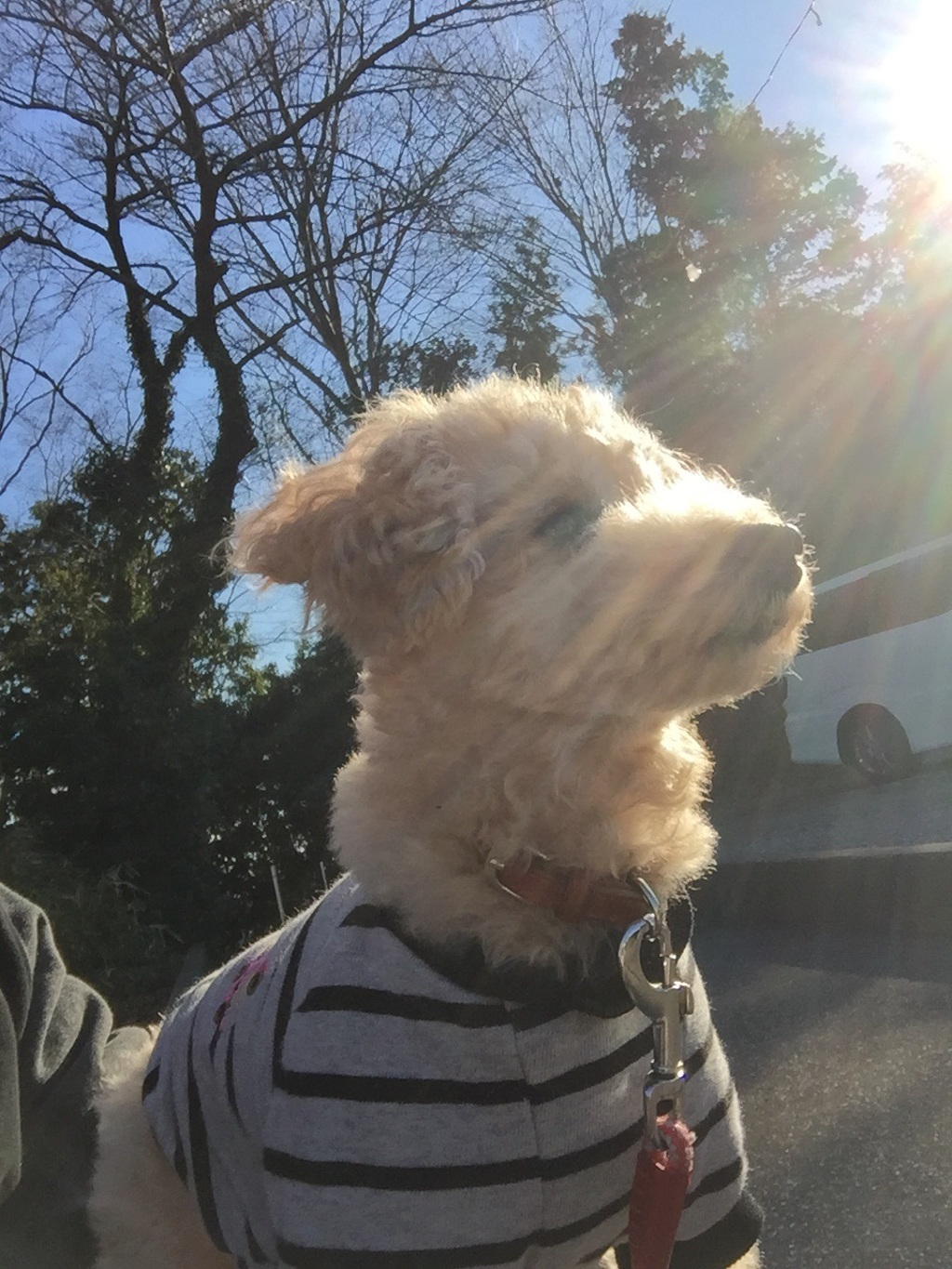 木漏れ日が暖かい