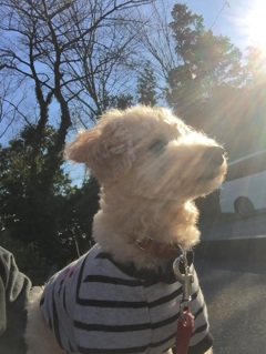 木漏れ日が暖かい