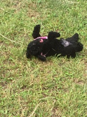 草の匂いが気持ちいい