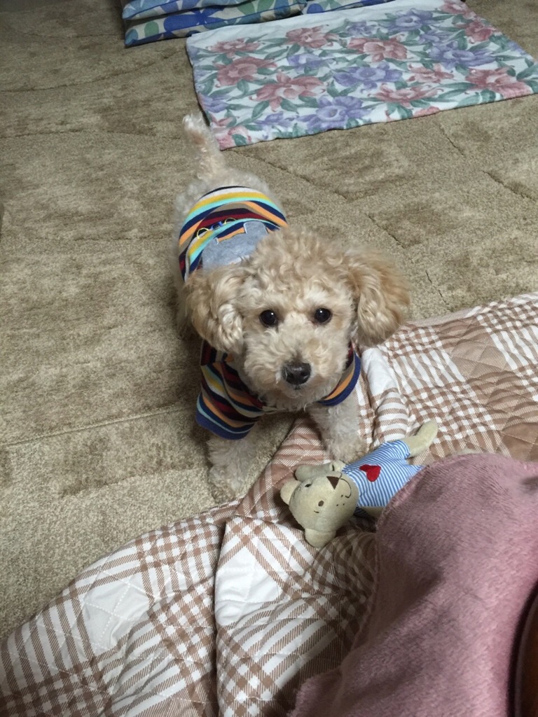 クマ捕まえてきたから遊ぼ