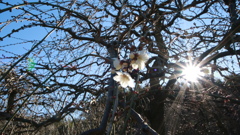 早春の梅の花