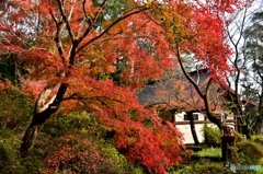 神山紅