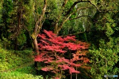 緑林の紅葉