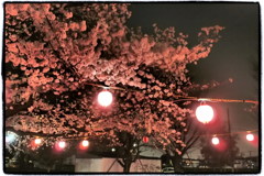 夜桜