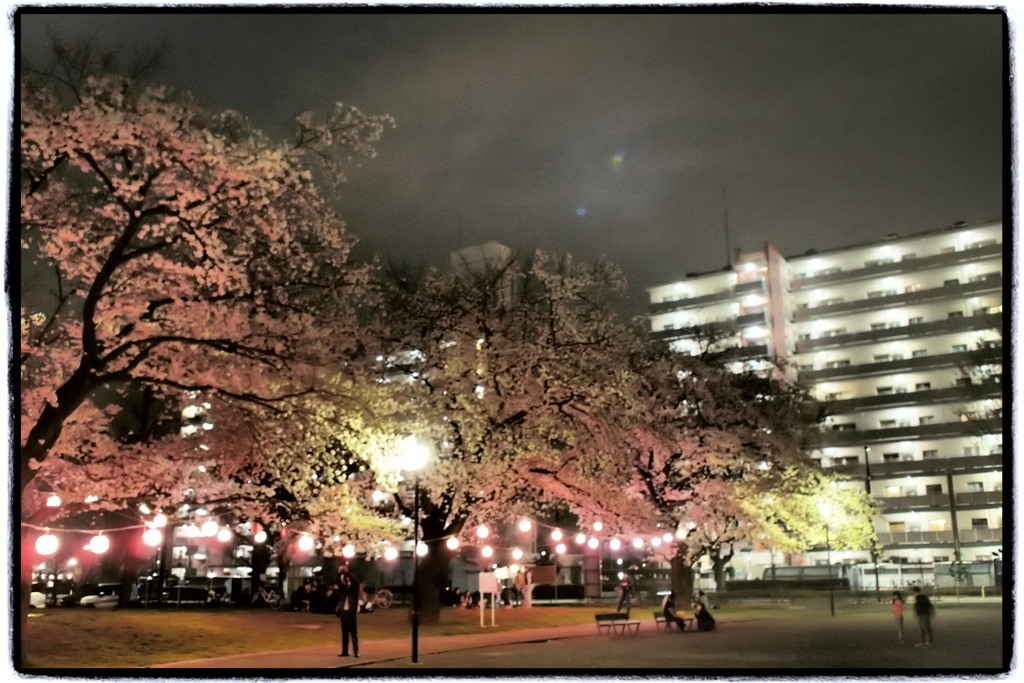 夜桜