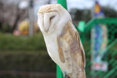 ポカポカ陽気でお昼寝中