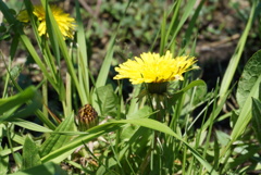 SONY α5100で試し撮り