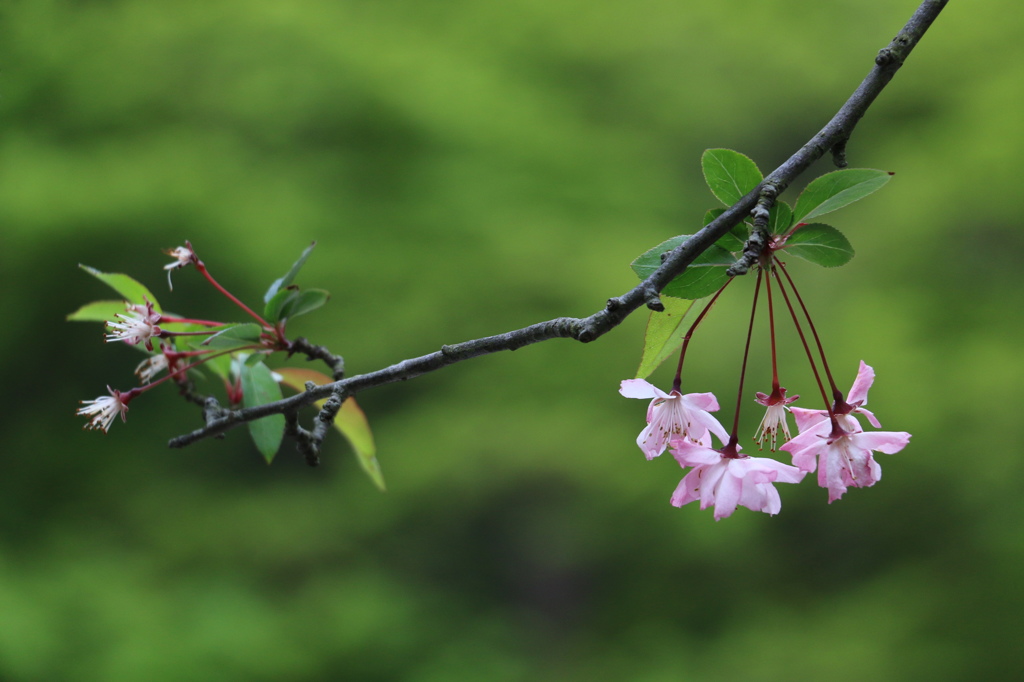 妙本寺の桜