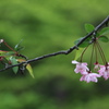 妙本寺の桜