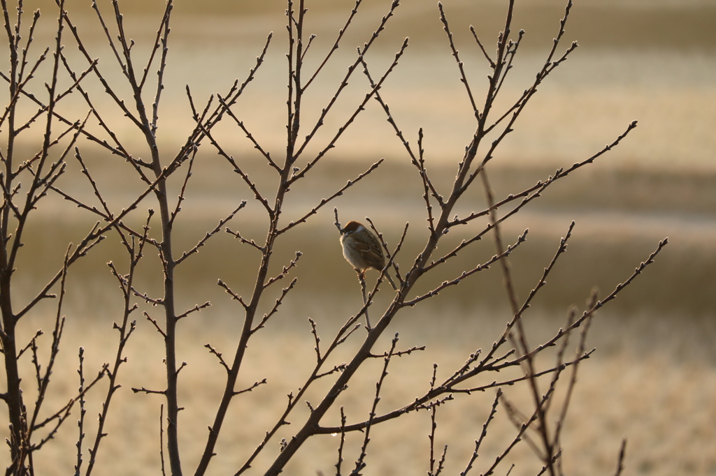 元日の野鳥