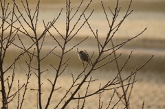 元日の野鳥