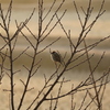 元日の野鳥