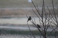 朝の野鳥