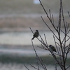 朝の野鳥