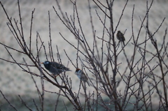 野鳥たち