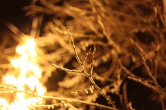 夜