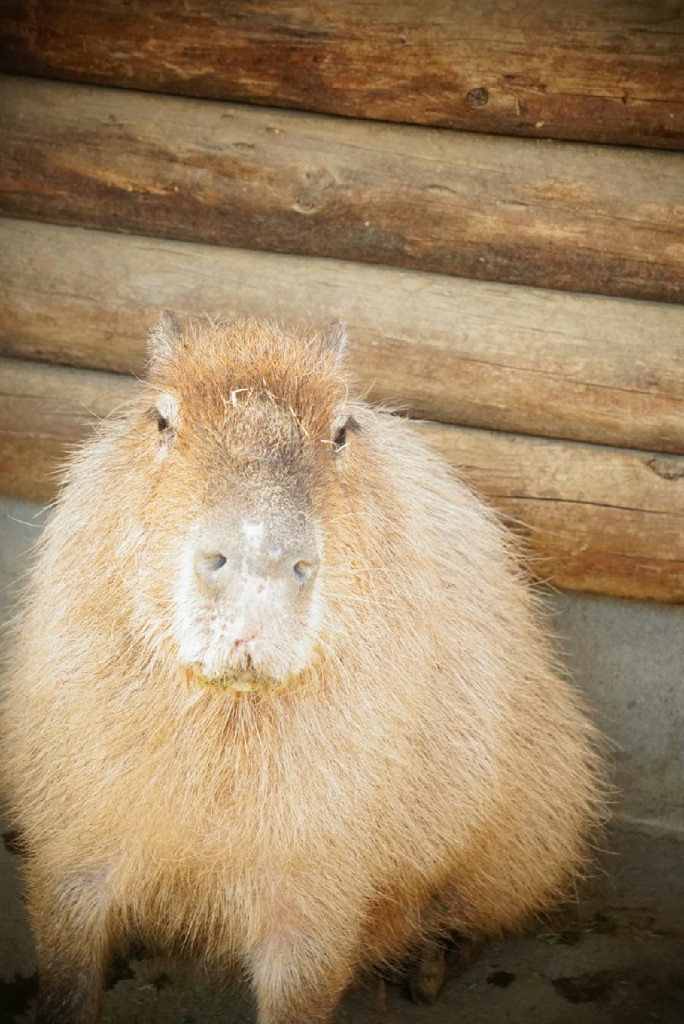 カピパラ