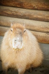 カピパラ