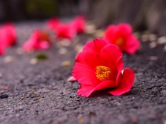 IMG_2673
