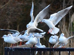 IMG_0001