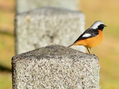 IMG_0093