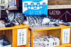 GS4-787