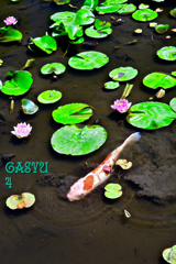 GS4-664