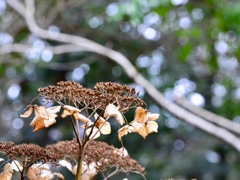 IMG_1839