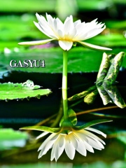 GS4-695
