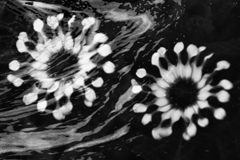 CF33-2321