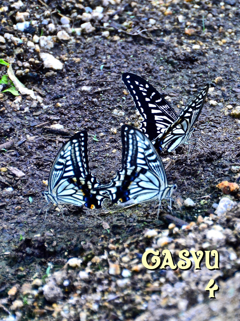 GS4-683