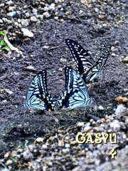 GS4-683