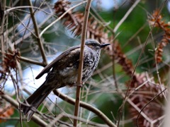 IMG_0089
