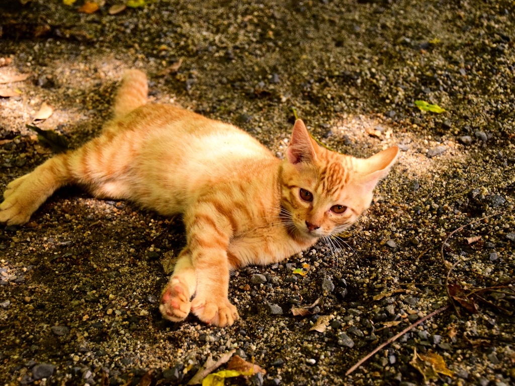 FEC4DD20-B4FB-4800-8CCD-3DC7865DDCD2