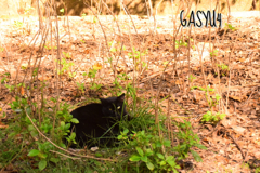 GS4-812
