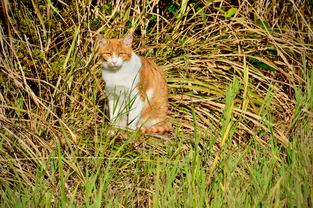 5313BEE6-0630-4459-A527-4EE55D70E495