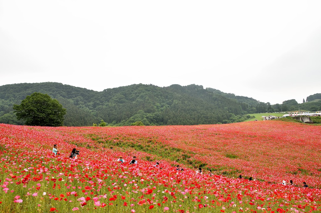 満開