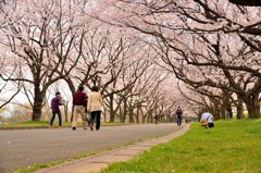 桜並木